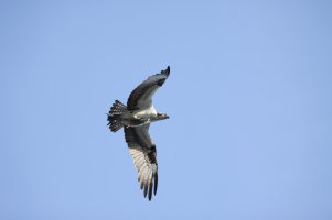IMG_8706_1.JPG