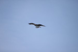 IMG_8713_1.JPG