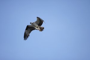IMG_8716_1.JPG