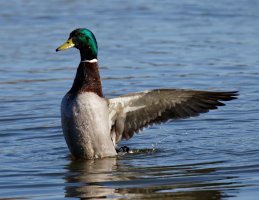 Mallard0547_Crop.jpg