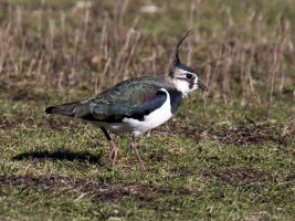 LapwingPS0592Crop.jpg