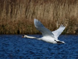 FlyingSwan517_Crop.jpg