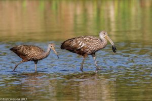 Limpkin-1.jpg