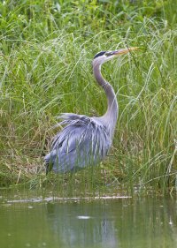 Blue Heron2.jpg