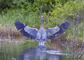 Blue Heron3.jpg