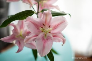 Sigma501.4-1.jpg