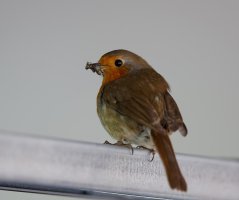 Robin_in_Garage_A5465_DxOLargerReduced.jpg