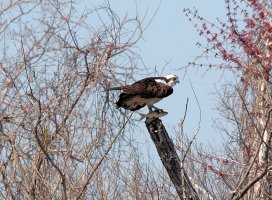 IMG_3113.jpg