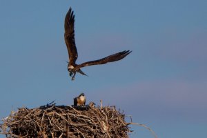 _MG_3739 Osprey 4 crop.jpg