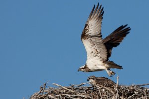 _MG_3750 Osprey 5 crop1.jpg