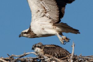_MG_3750 Osprey 5 crop2.jpg