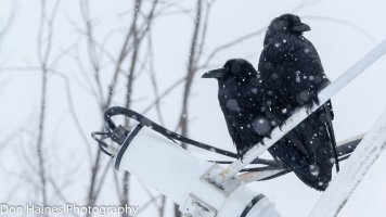 IMG_3372.jpg