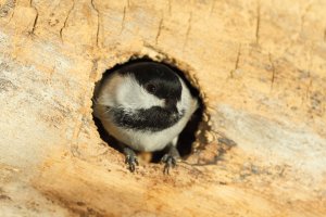 ChickadeeHole_13179.JPG