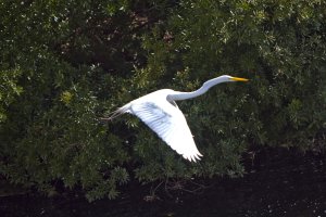 Egret Flying .JPG