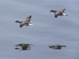 Brant - 4443 - 2.jpg