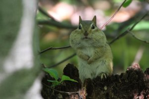 Cheeky Chipmunk.jpg