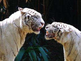 IMG_0173mweb.jpg