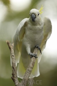 Cockatoo.JPG