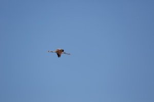 CraneFlyingFullSmall_0937.jpg