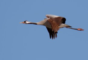 CraneFlying_0937_Crop_Best.jpg