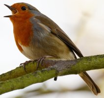 Robin_1029_SmallCrop.jpg