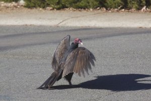 Turkey Vulture 1.jpg