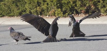 Vultures Dance!.jpg