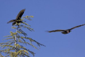 Turkey Vultures 2.jpg