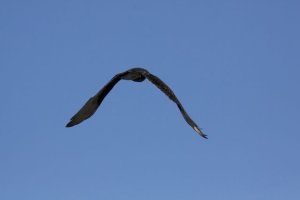 Turkey Vulture 3.jpg