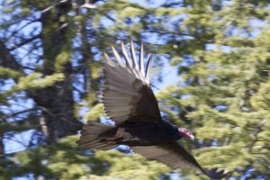 Turkey Vulture in Flight!.jpg
