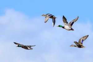 birds (1 of 2).jpg