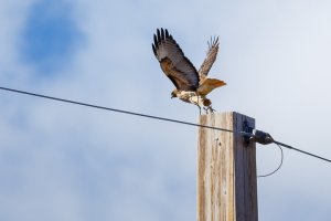 birds (2 of 2).jpg
