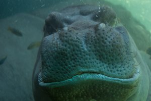 Hippo.jpg