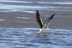 Black Skimmer skimming*.jpg