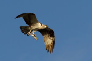 Osprey_Everglades_022114-21.jpg