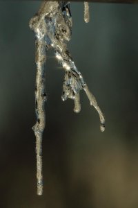 Icicle_13521.JPG