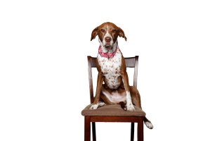 roxy_dog_jorgeortizphotography_dotcom.jpg