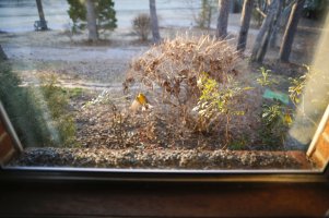 finch in flight, full frame, websize-3858.JPG