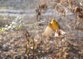finch in flight, cropped 1 to 1-3858.JPG