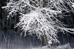 snow falling lit by outdoor lights-3160.JPG