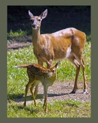 Mother and Fawn, medium.jpg