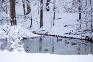 mallard icebreakers-3283.JPG