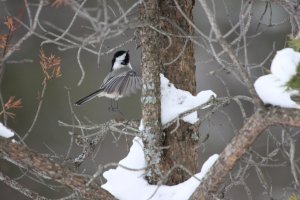 Vertical Takeoff.jpg