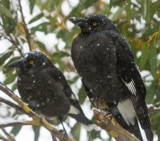 Currawongs.jpg