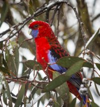 Rosella (1 of 1).jpg