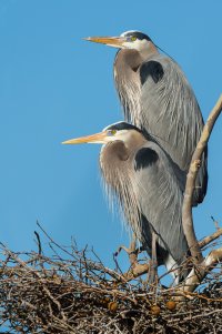 Great Blue Heron.jpg