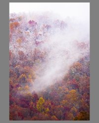 Franklin NC 2011, SNOW foliage with 200f2, 11x14 printed on illustration board.jpg