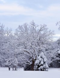 snowy morning at the old oak-3259.JPG