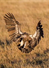 Lapped-Faced Vulture.jpg