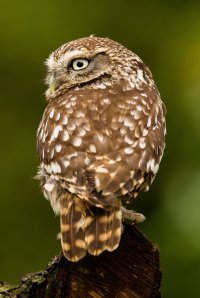 Little owl.jpg